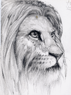 Lion_2